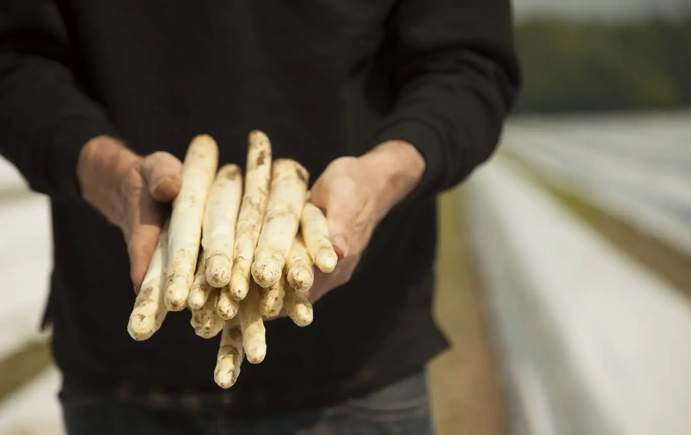 Van Empel Asperges Haaren Boerderijwinkel in Haaren